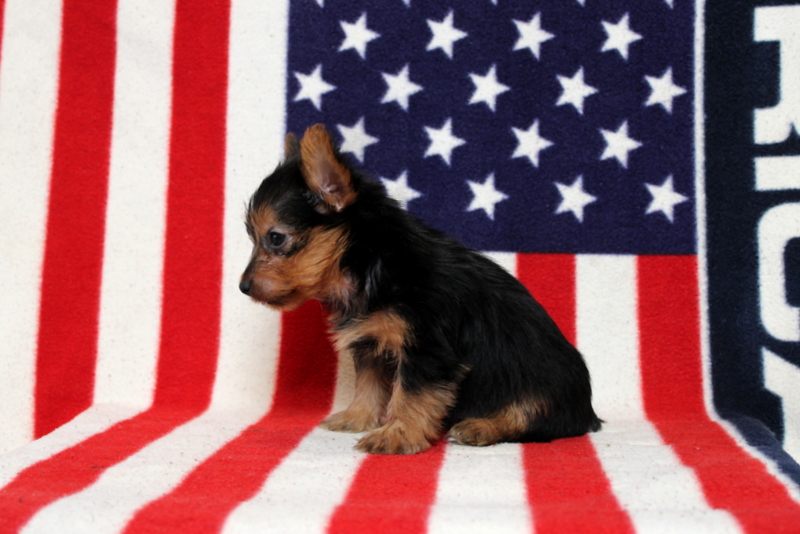 puppy, for, sale, Yorkshire Terrier, Matthew B. Stoltzfus, dog, breeder, Gap, PA, dog-breeder, puppy-for-sale, forsale, nearby, find, puppyfind, locator, puppylocator, aca
